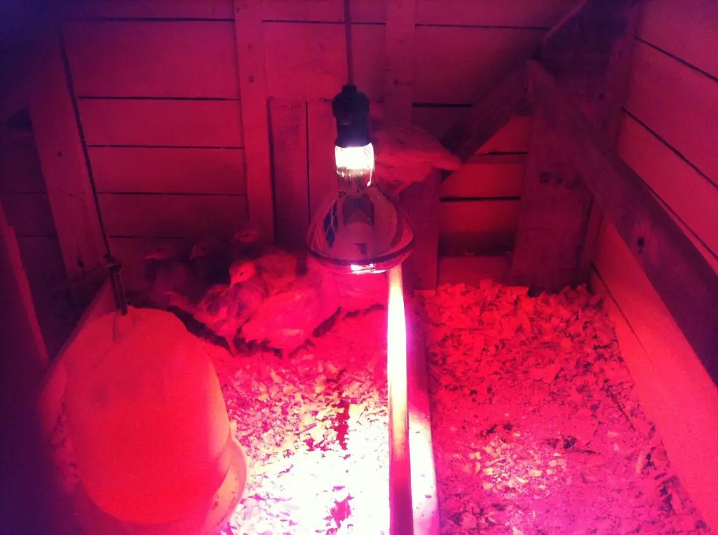 Hazlo tu mismo: Gallinero con Pallets