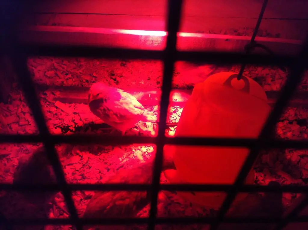Hazlo tu mismo: Gallinero con Pallets