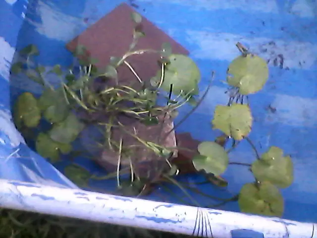 como armar un estanque