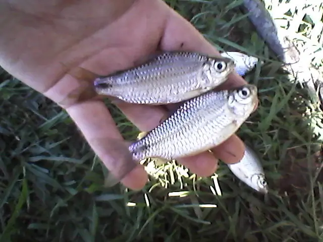 estanque casero para peces