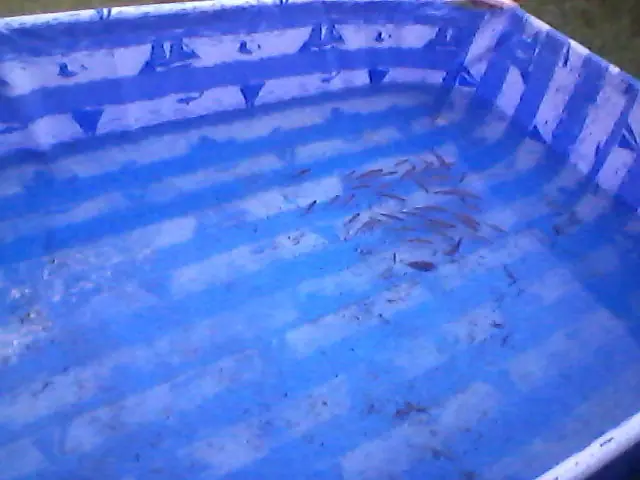 Me armé un estanque en una pileta de lona[Fotos y videos].