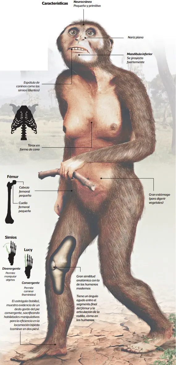 homo sapiens