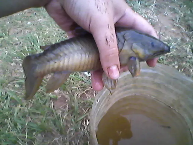 Me armé un estanque en una pileta de lona[Fotos y videos].
