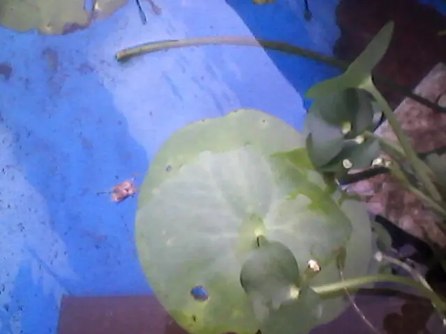 como armar un estanque