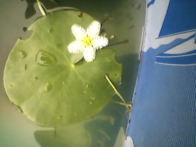 estanque casero para peces