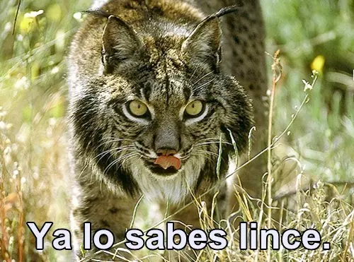¿Qué sabe Google sobre ti Lince?
