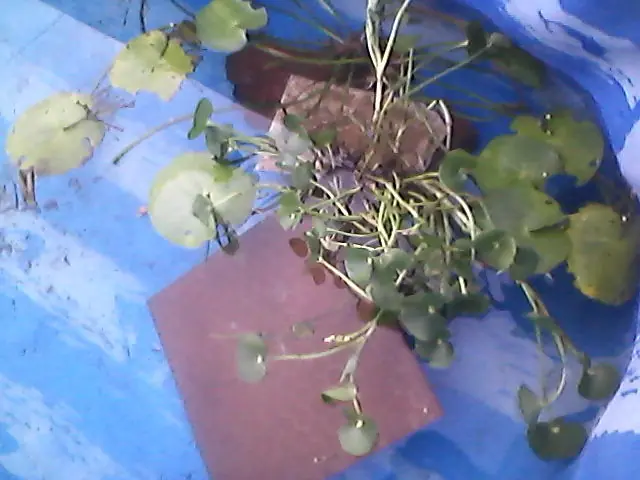 estanque casero para peces