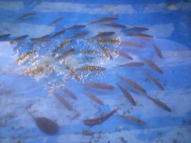 Me armé un estanque en una pileta de lona[Fotos y videos].