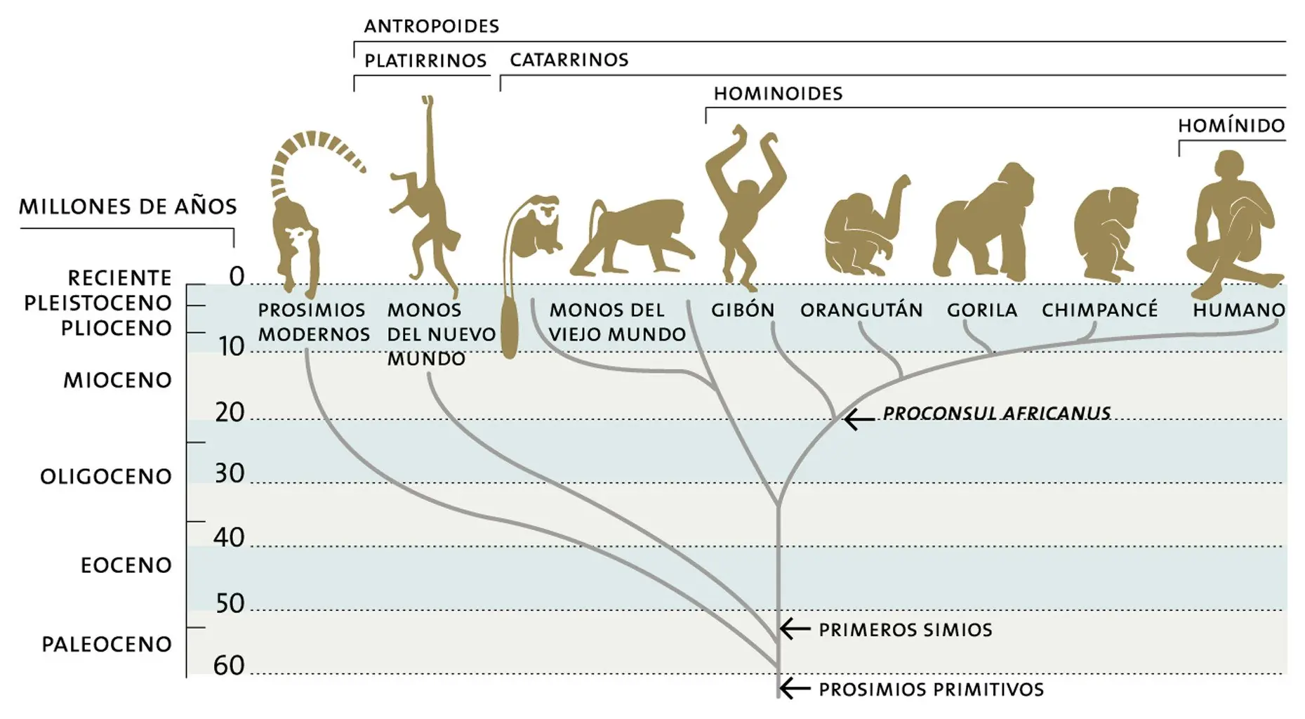 10 malentendidos comunes sobre Evolución