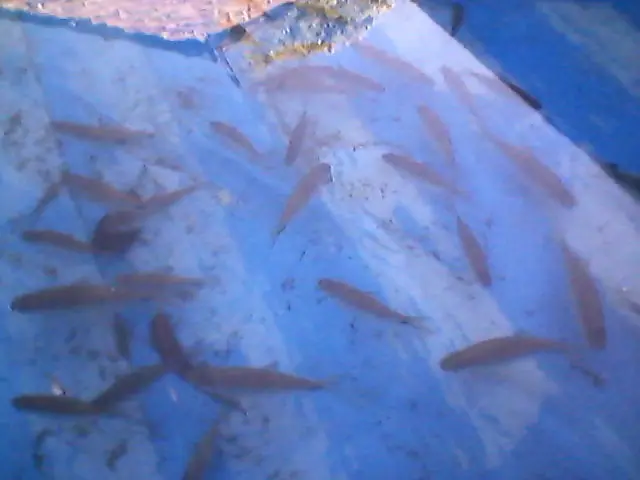 Me armé un estanque en una pileta de lona[Fotos y videos].