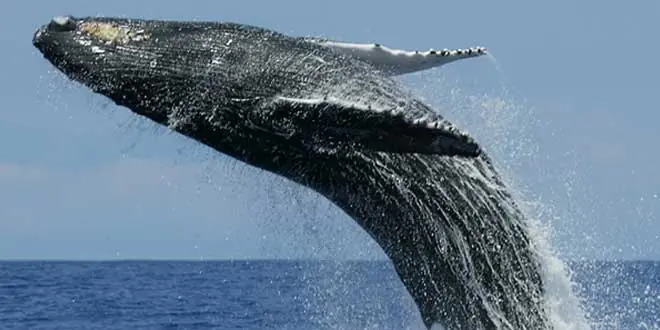 ¿Cual es el animal mas grande?...Miralo acá