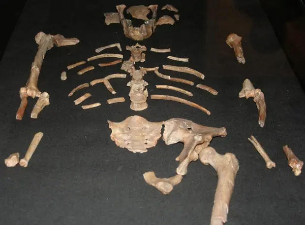 homo sapiens