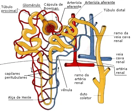 Tus riñones Tu sistema renal Aquí