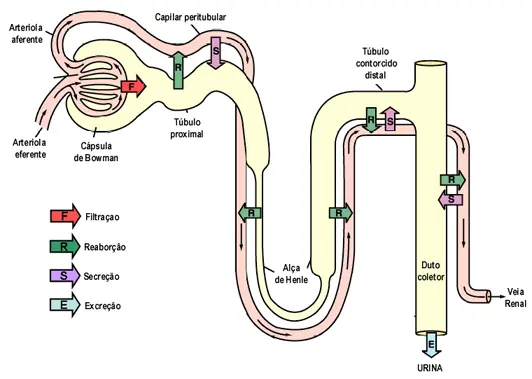 sistema renal