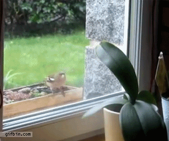 Animales
