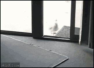 Gifs