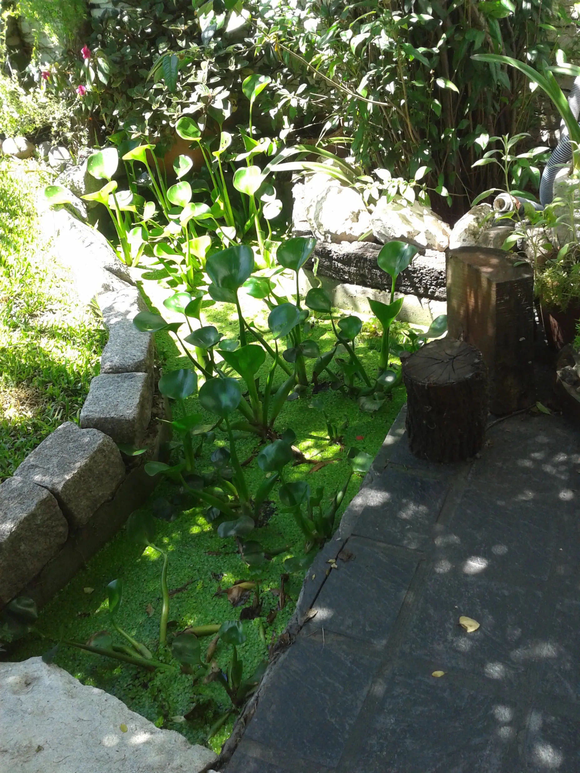 plantas acuaticas