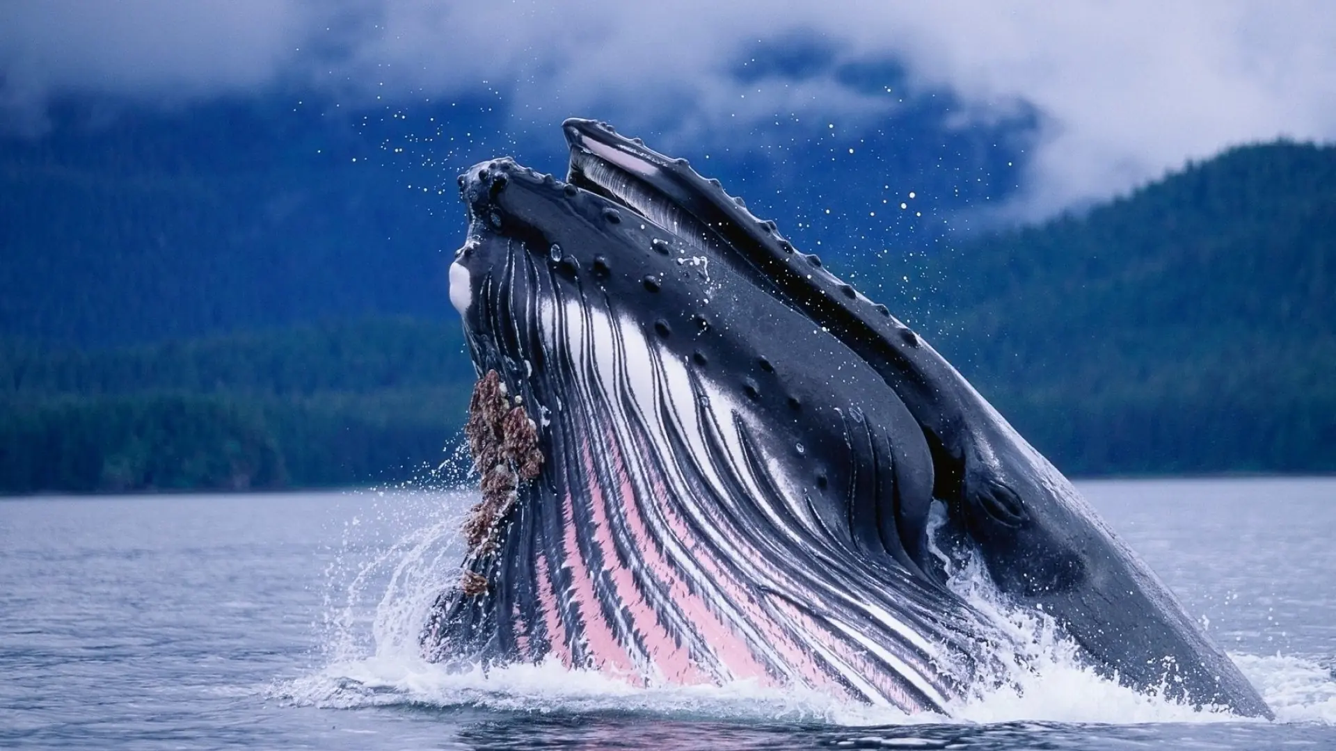 Te presento diez animales casi indestructibles.