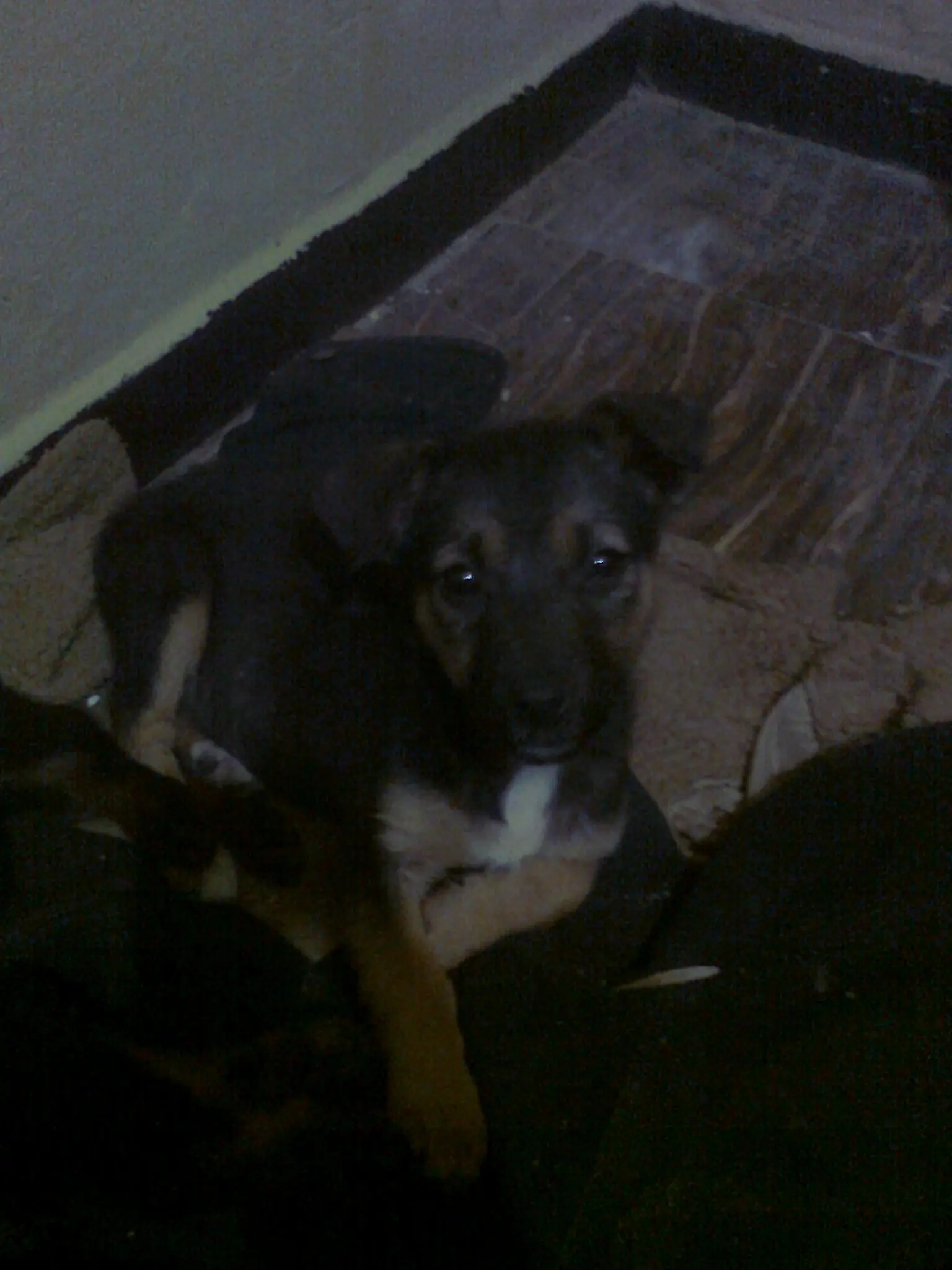 perros