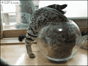 Gifs