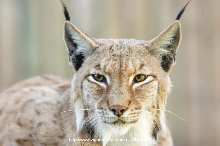 lince