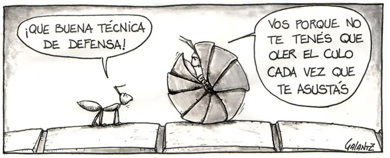 Bicho bolita yo te elijo [Actualizado]