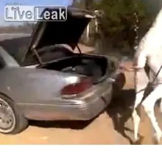 Comó subir un camello a un auto