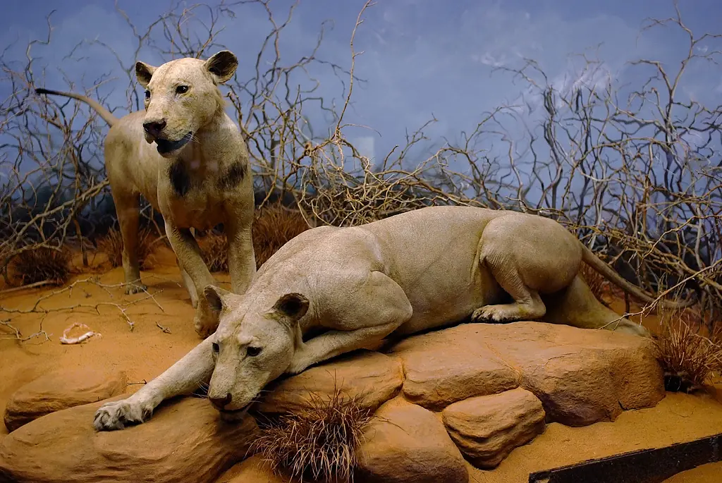 leones