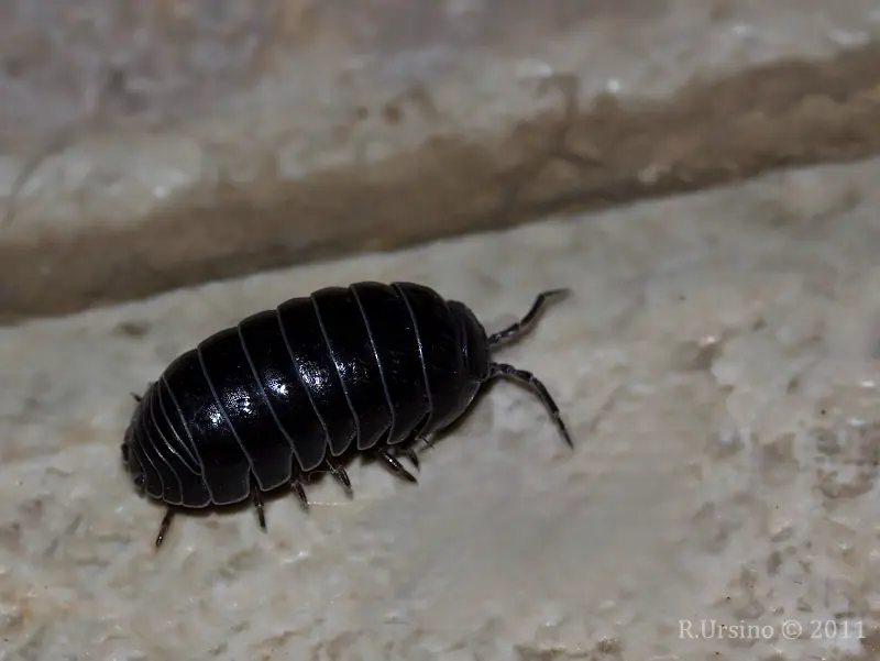 bichos