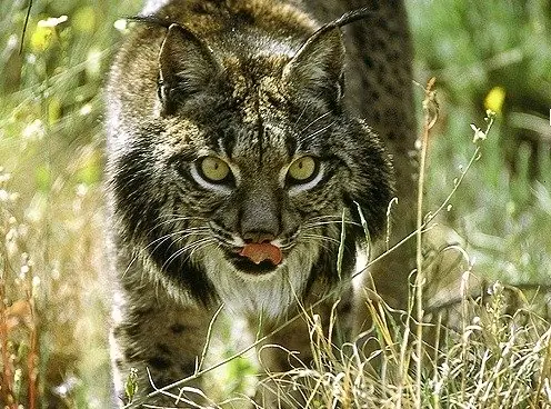 lince