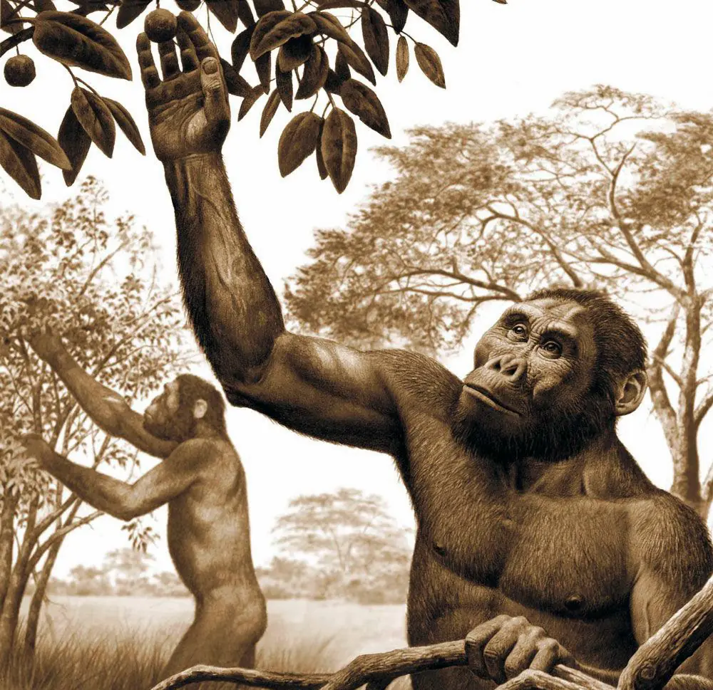 Bendito es el fruto de la evolución.