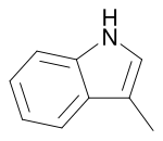 Bacterias