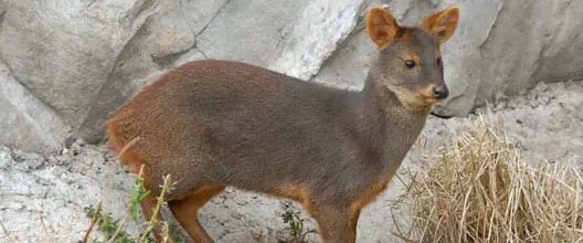 Pudú. el ciervo mas pequeñito del mundo