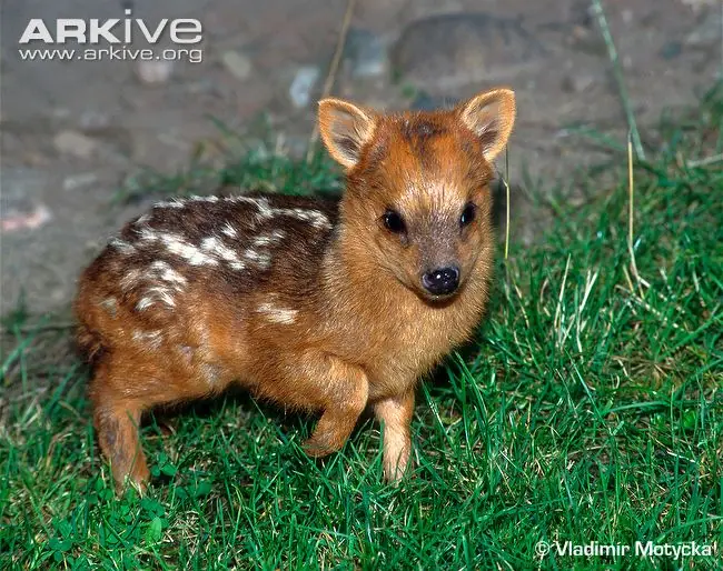 Pudú. el ciervo mas pequeñito del mundo