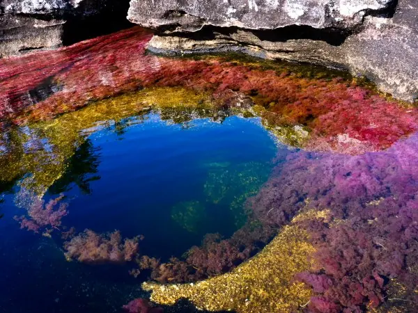 Caño Cristales "El rió Arco iris"