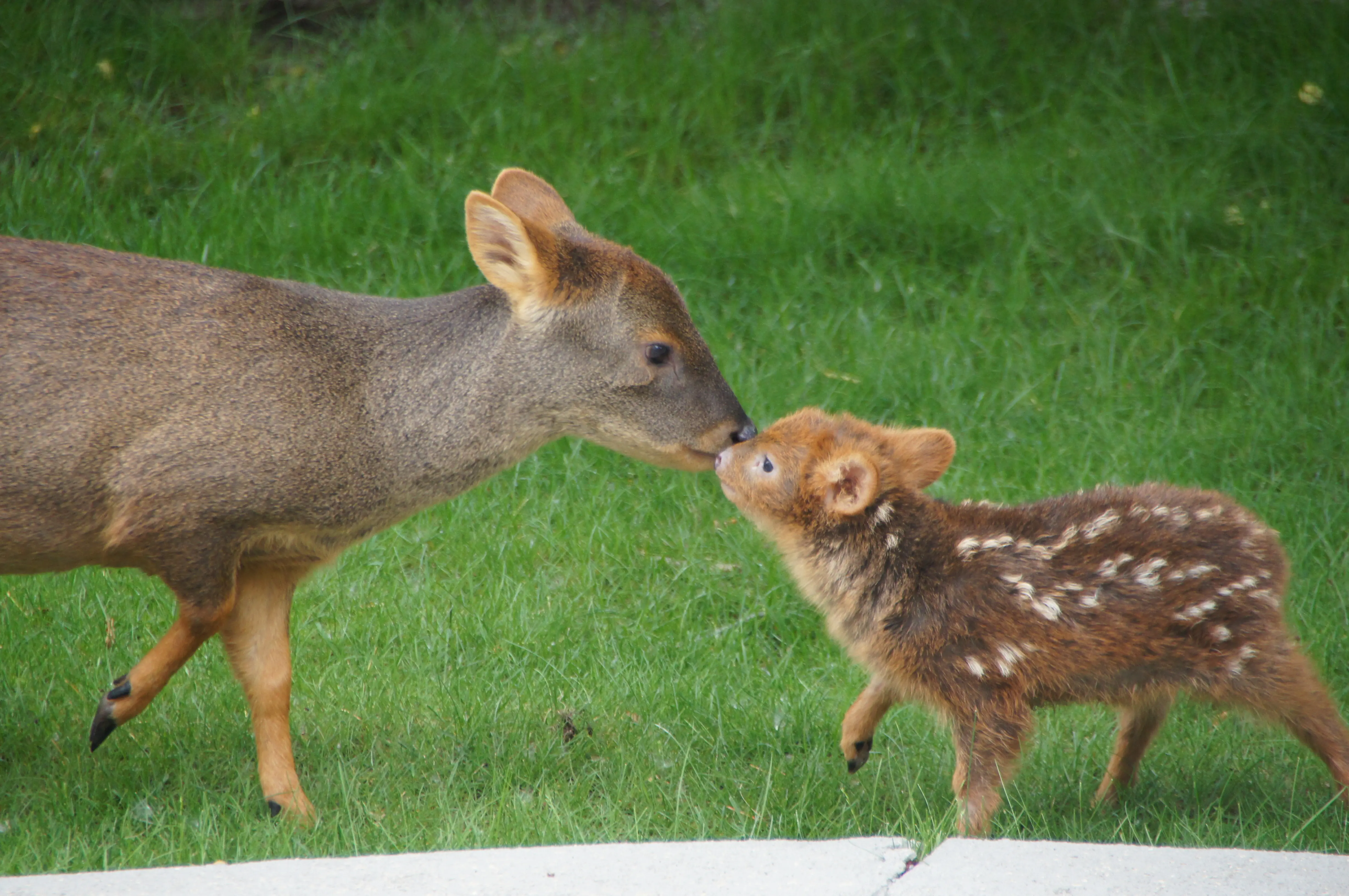Pudú. el ciervo mas pequeñito del mundo