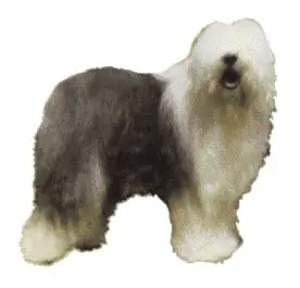 bobtail