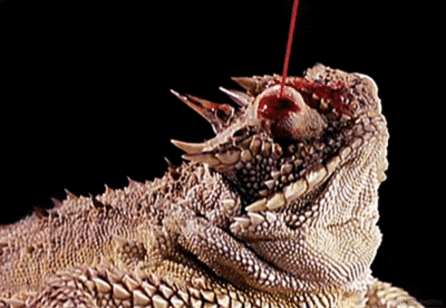 Curiosidades de animales