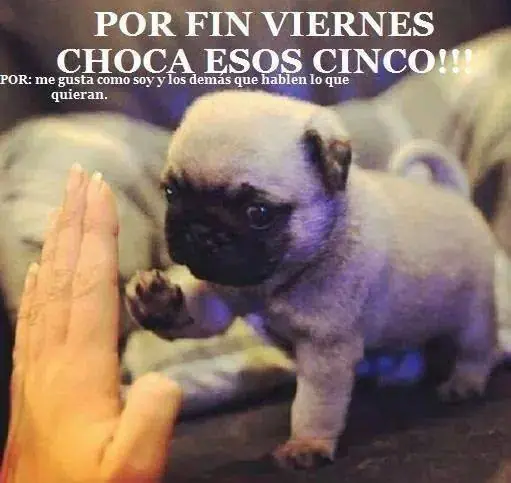 fotos graciosas