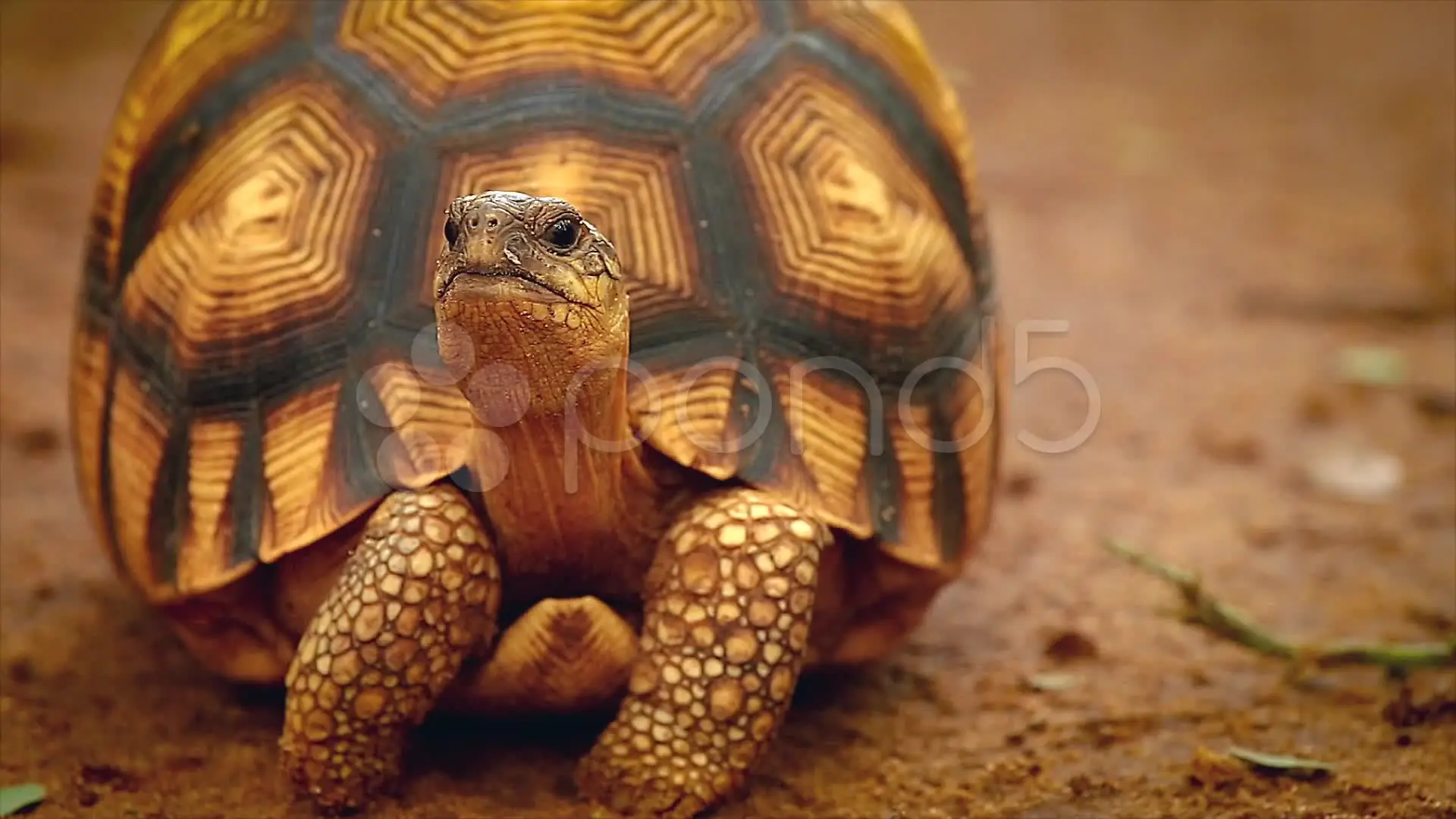 25 animales