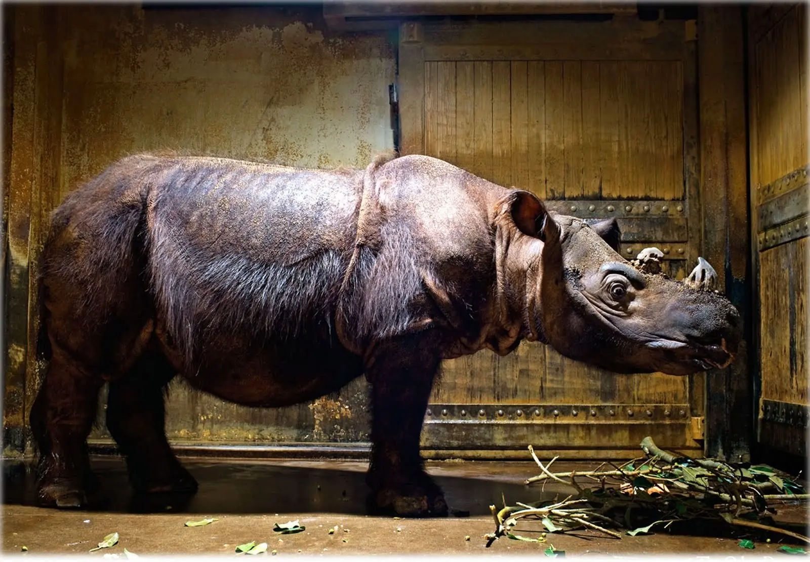 Los Animales Mas Raros del Mundo