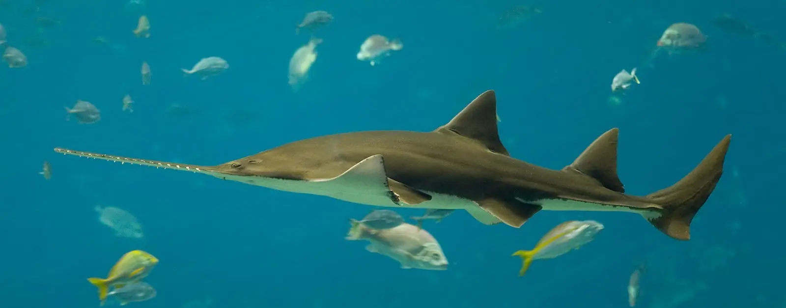 25 de los animales más raros del planeta