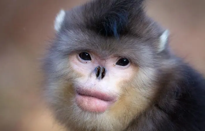 25 de los animales más raros del planeta