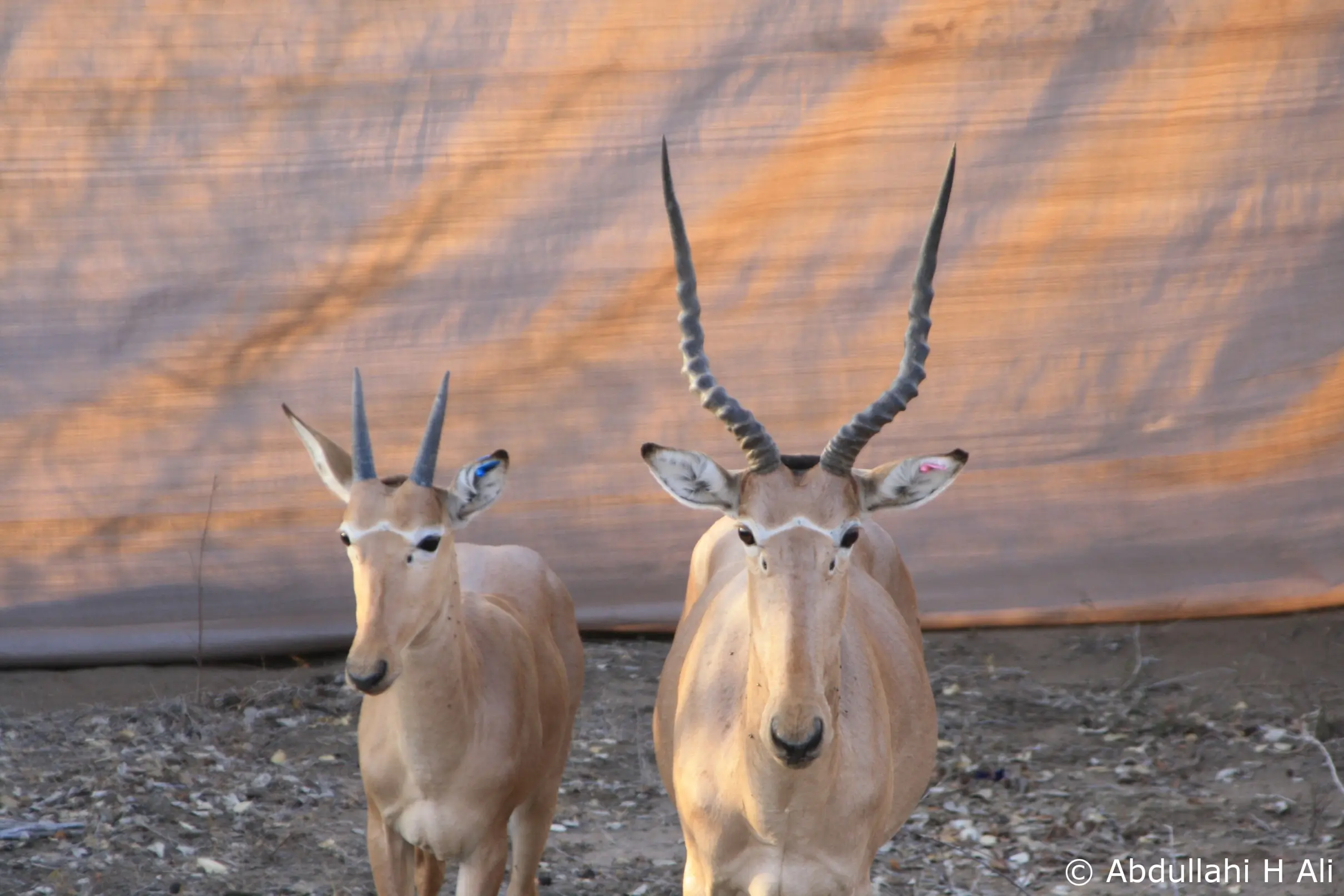 animales raros