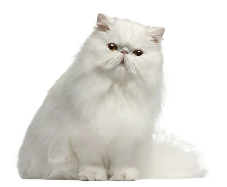 Mis Gato-Temas