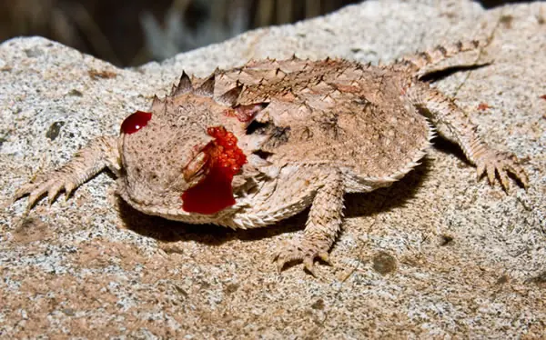 25 de los animales más raros del planeta