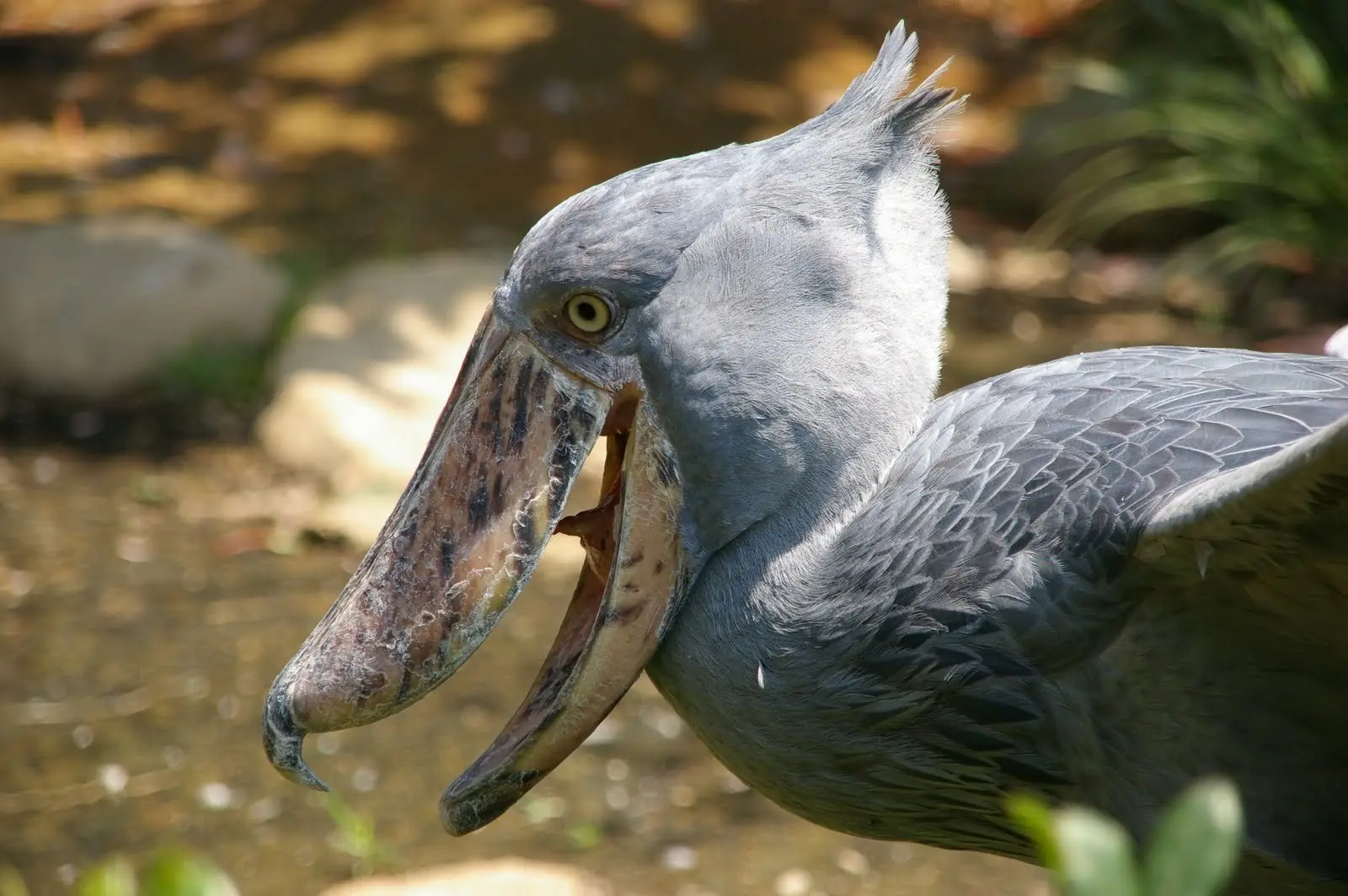 Los Animales Mas Raros del Mundo
