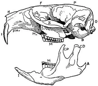 Que no te chamuyen mas... Esta es la verdad