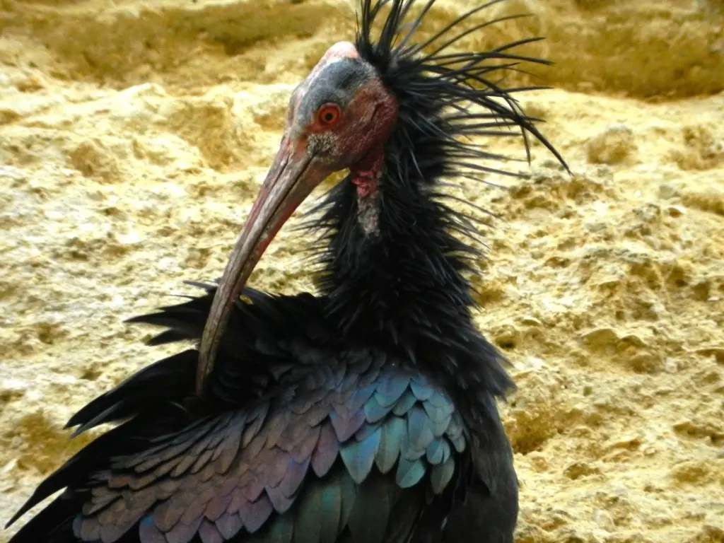 animales raros