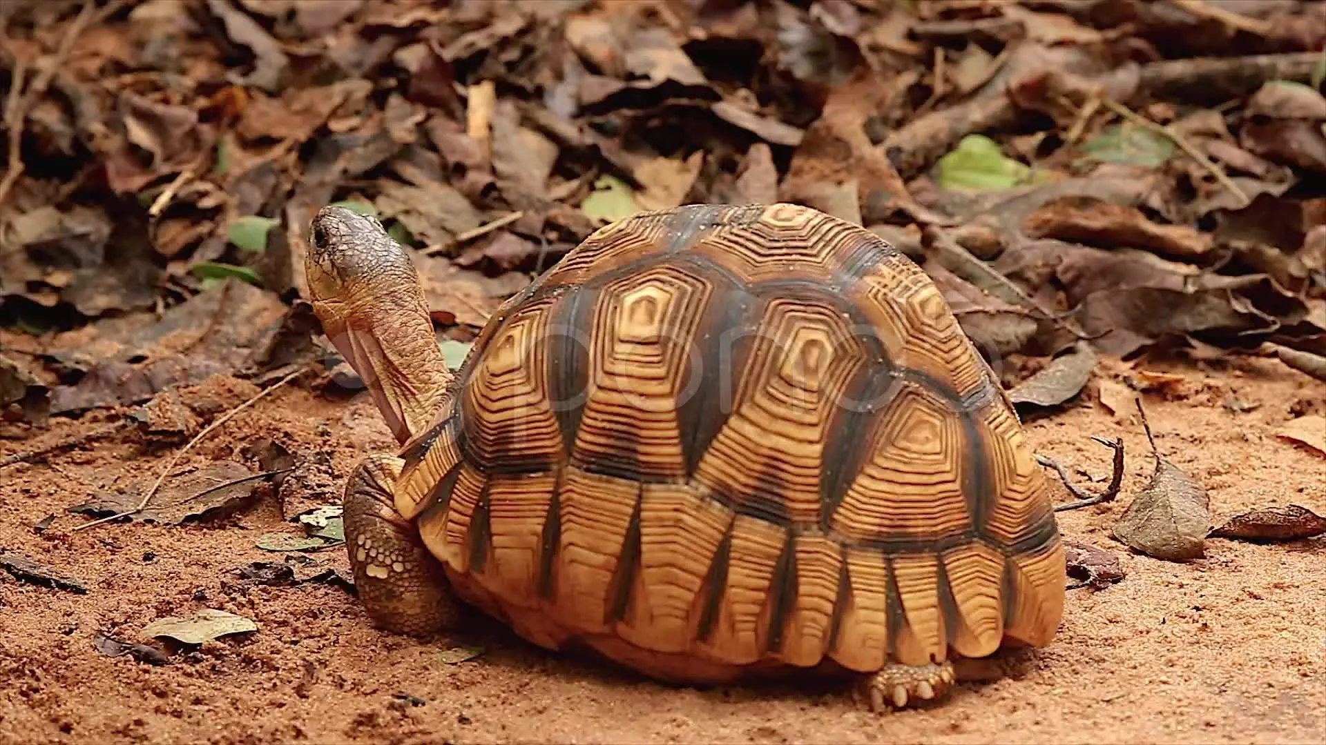 25 de los animales más raros del planeta